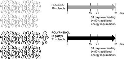 Grape polyphenols decrease circulating branched chain amino acids in overfed adults